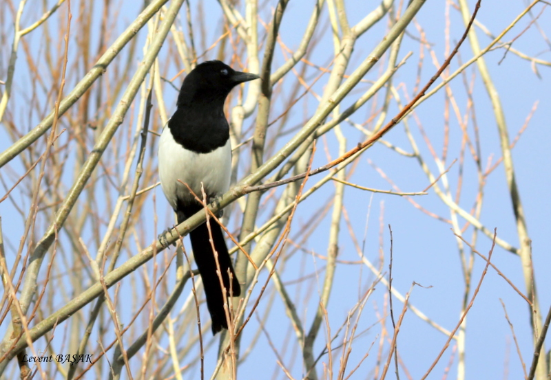 Eurasian Magpie