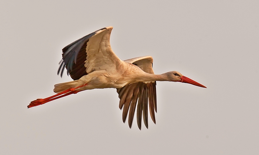 White Stork
