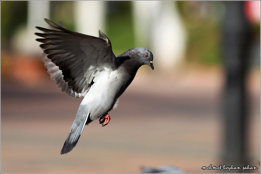 Rock Dove