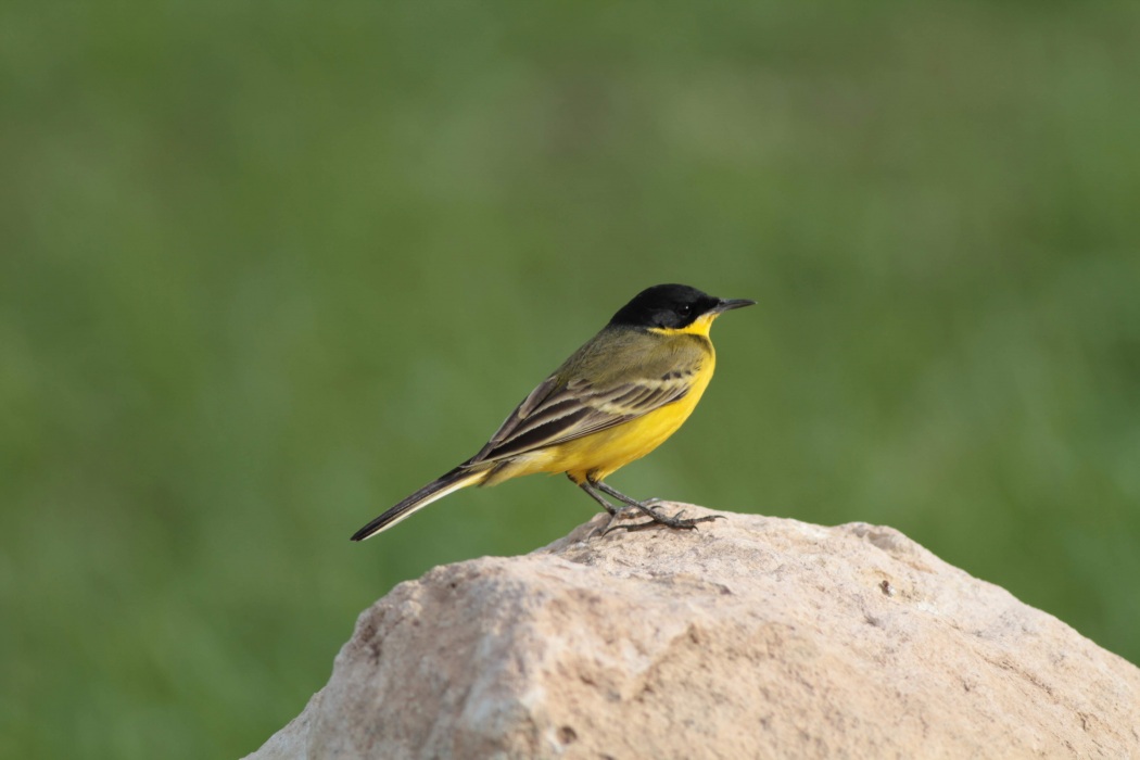 Western Yellow Wagtail