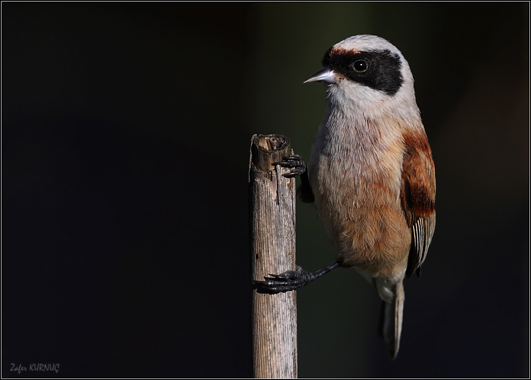 Eurasian Penduline Tit