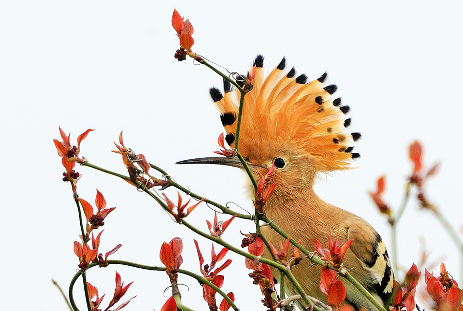 Common Hoopoe