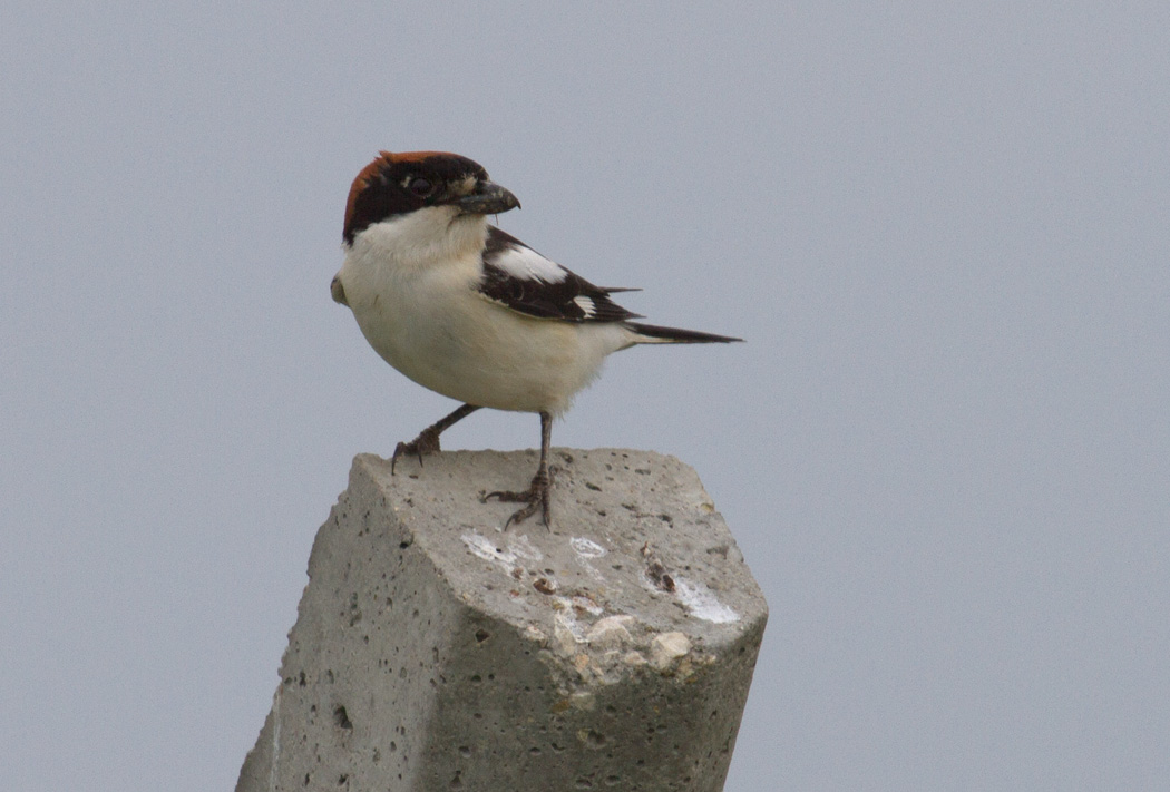 Woodchat Shrike