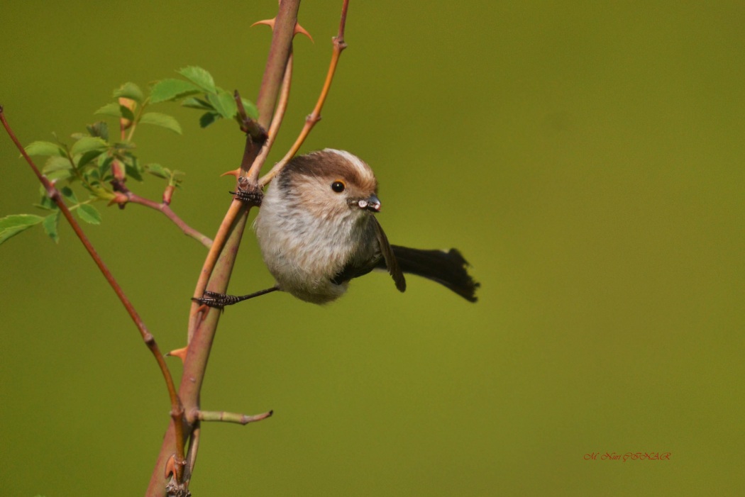 Long-tailed Tit