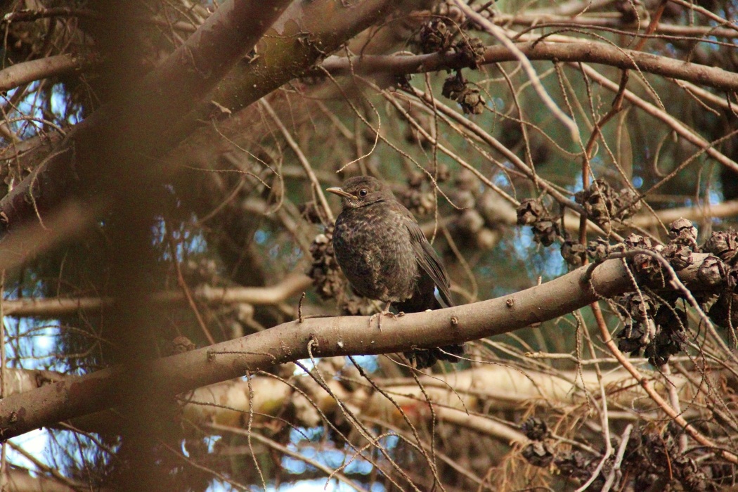 Common Blackbird