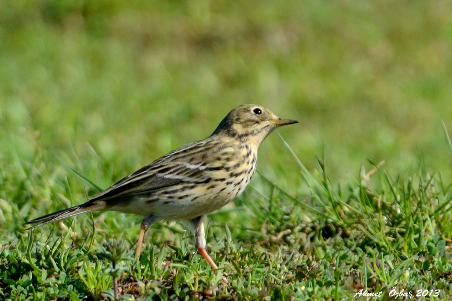 Meadow Pipit