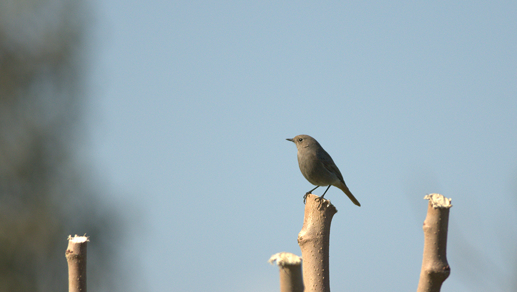 Black Redstart