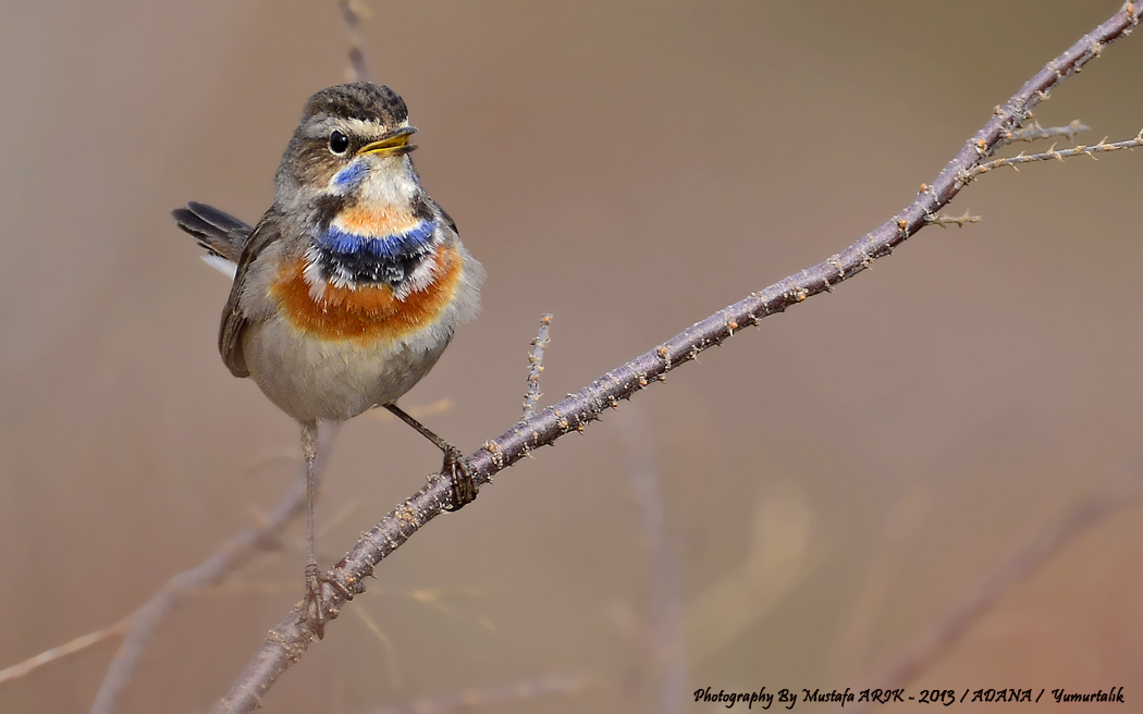 Bluethroat