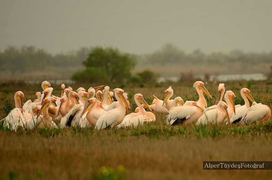 Great White Pelican