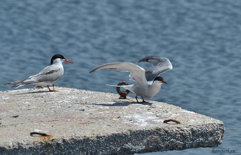 Common Tern