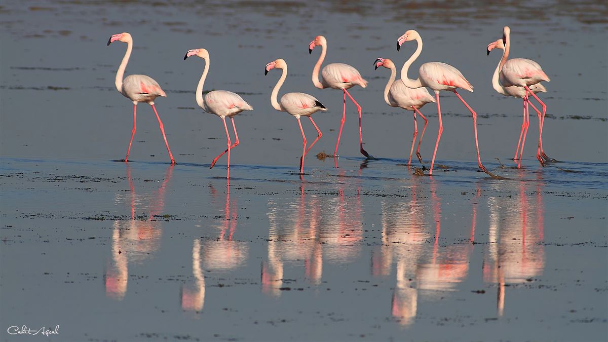 Greater Flamingo