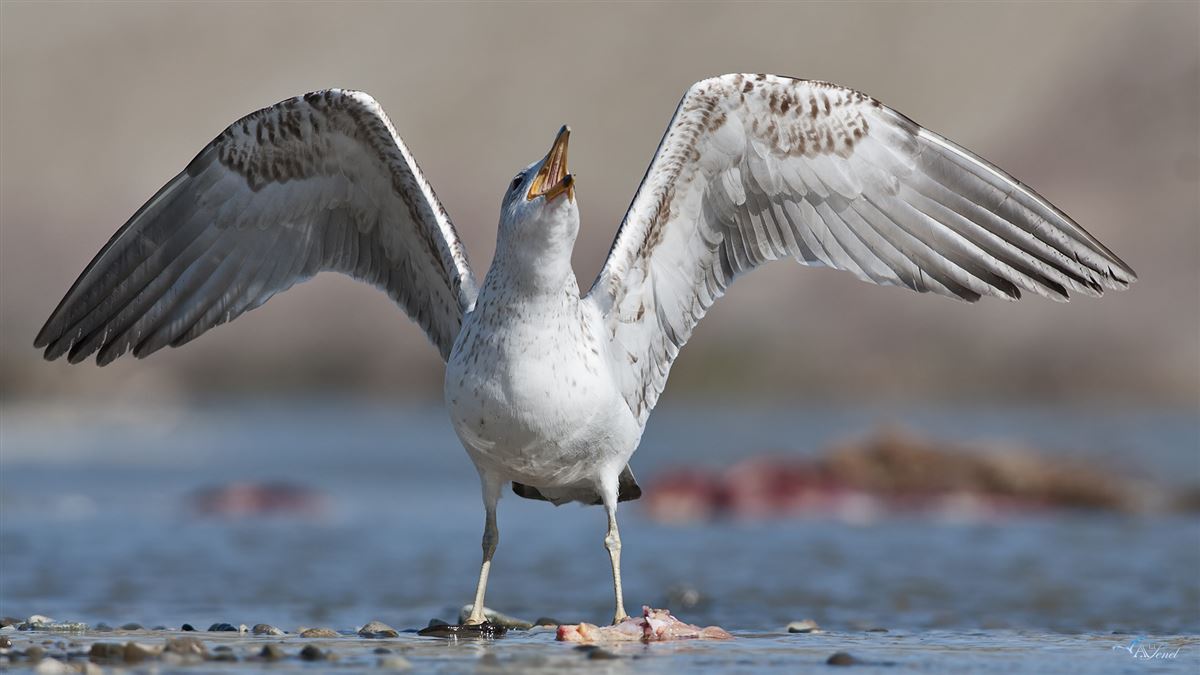 Yellow-legged Gull