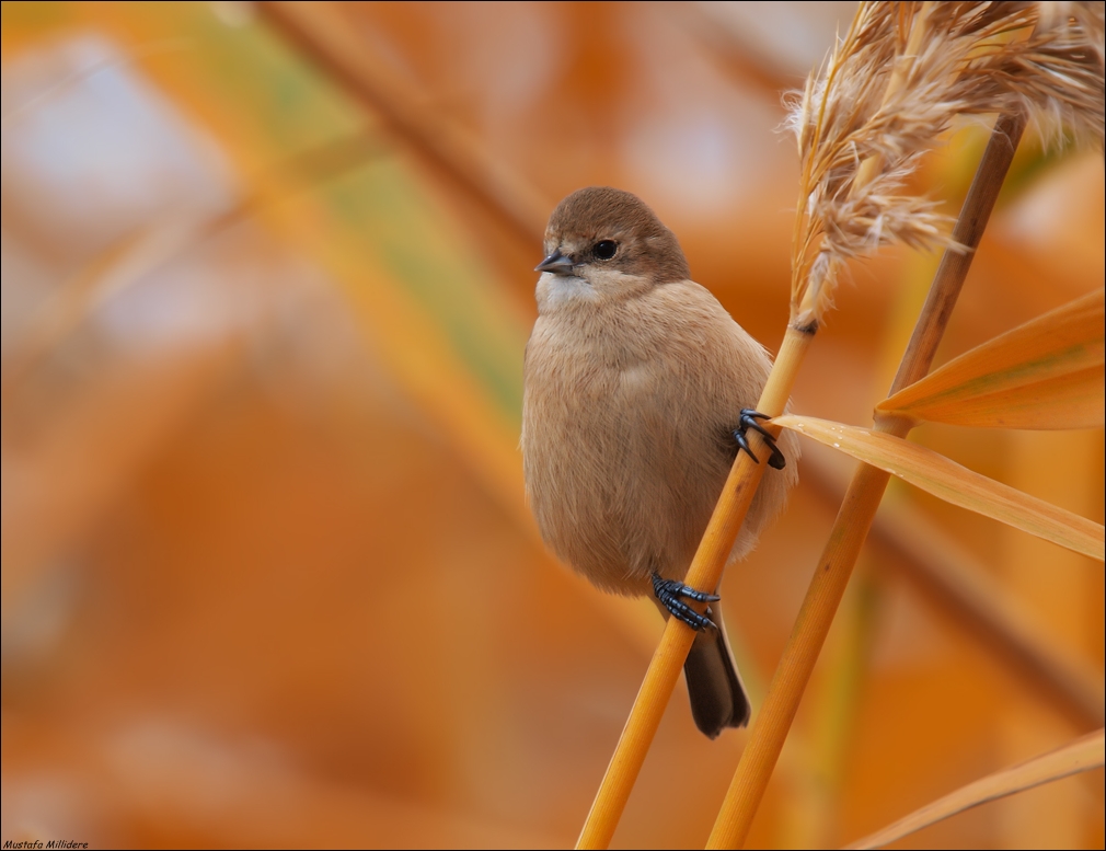 Eurasian Penduline Tit