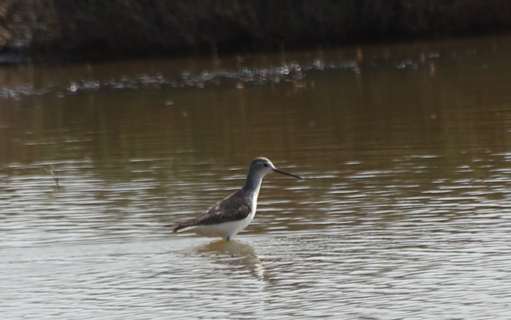 Marsh Sandpiper
