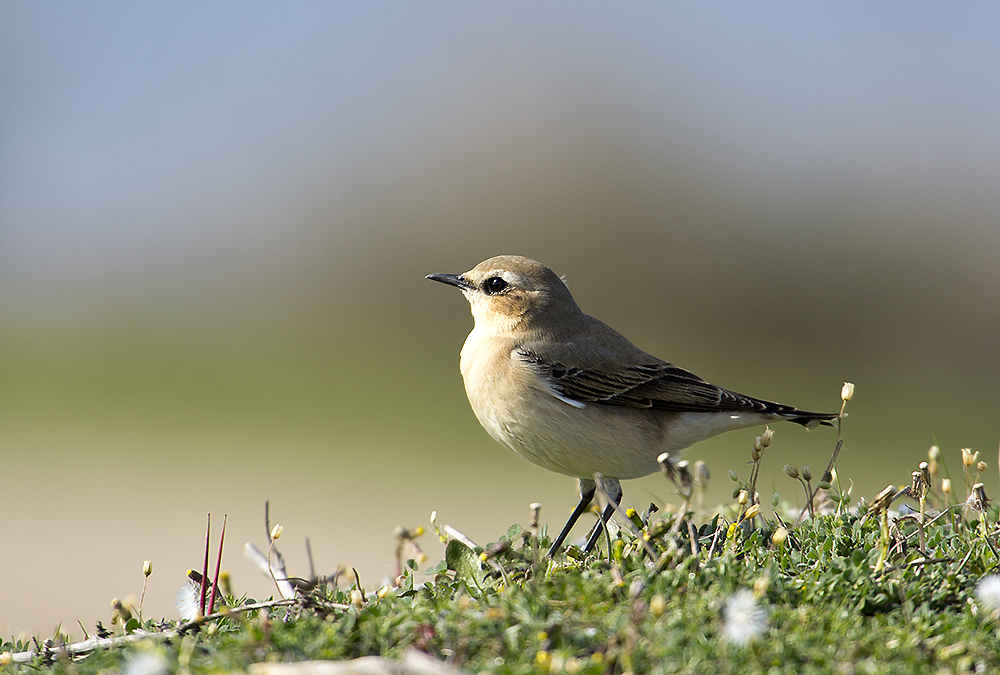 Northern Wheatear