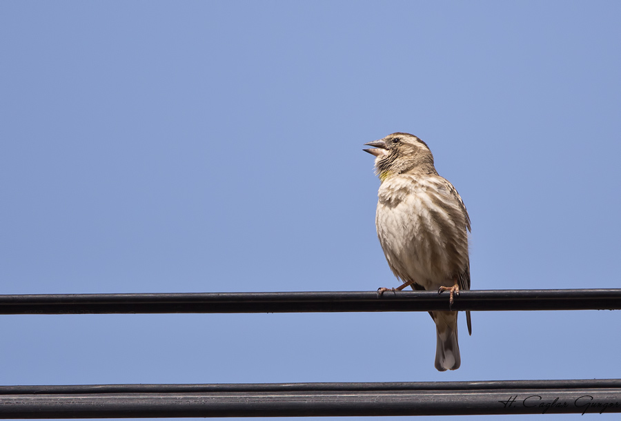 Rock Sparrow