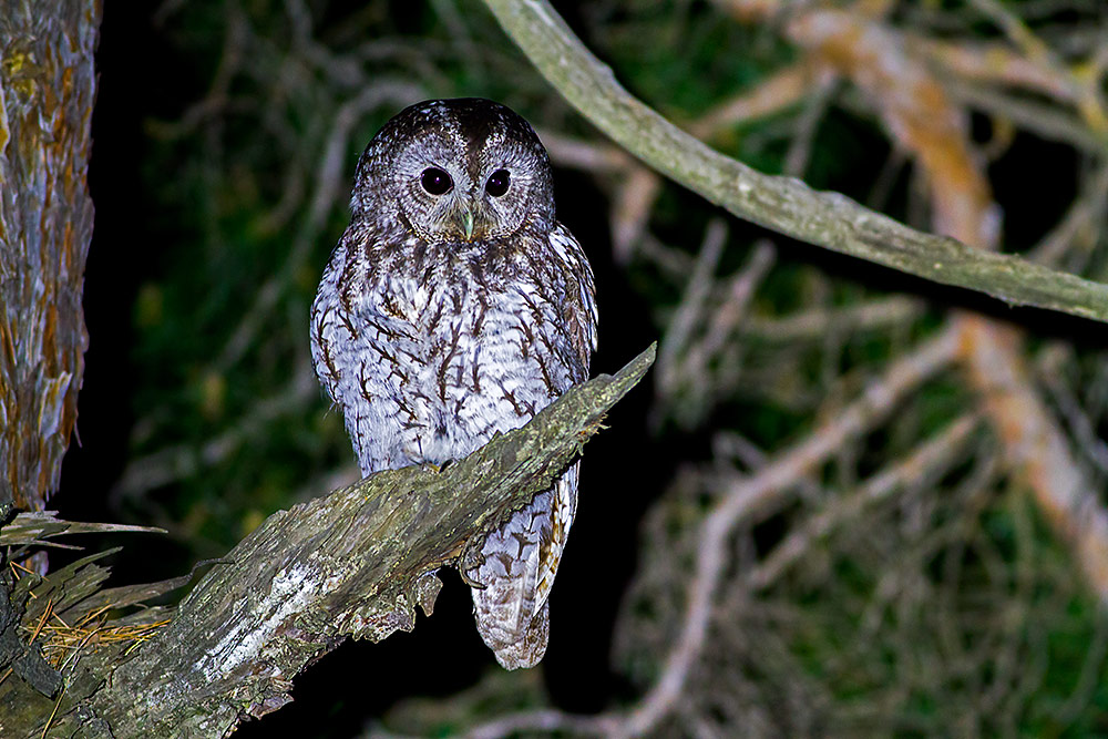 Tawny Owl