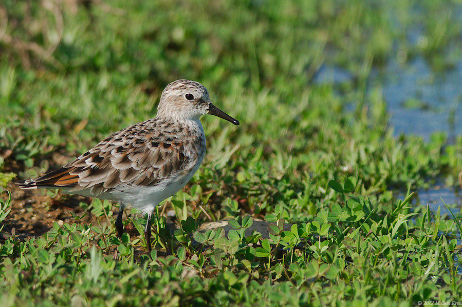 Little Stint