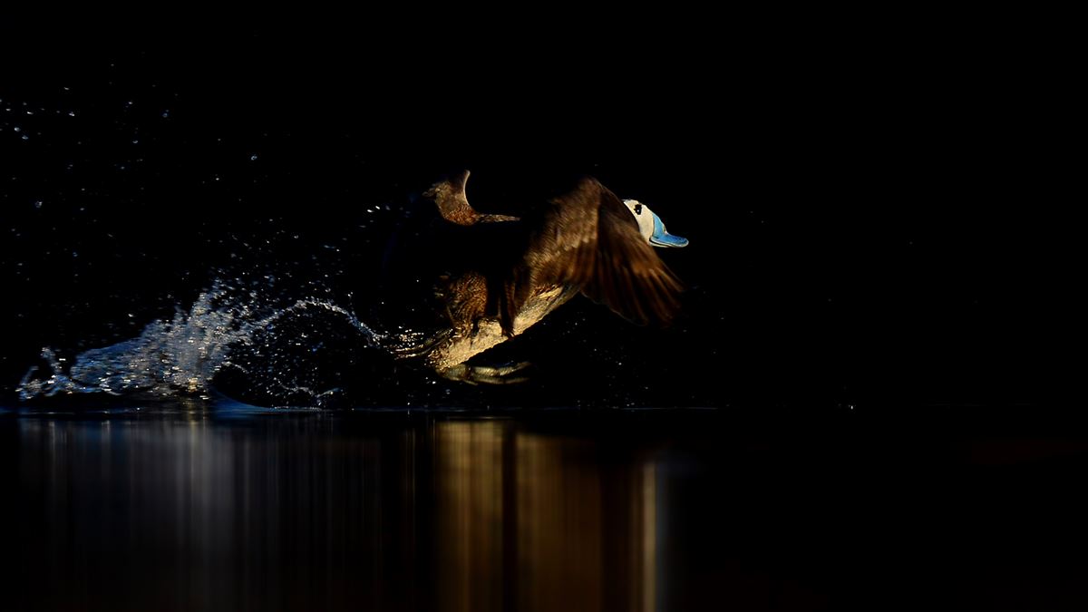 White-headed Duck