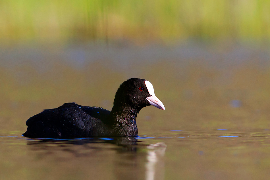 Eurasian Coot