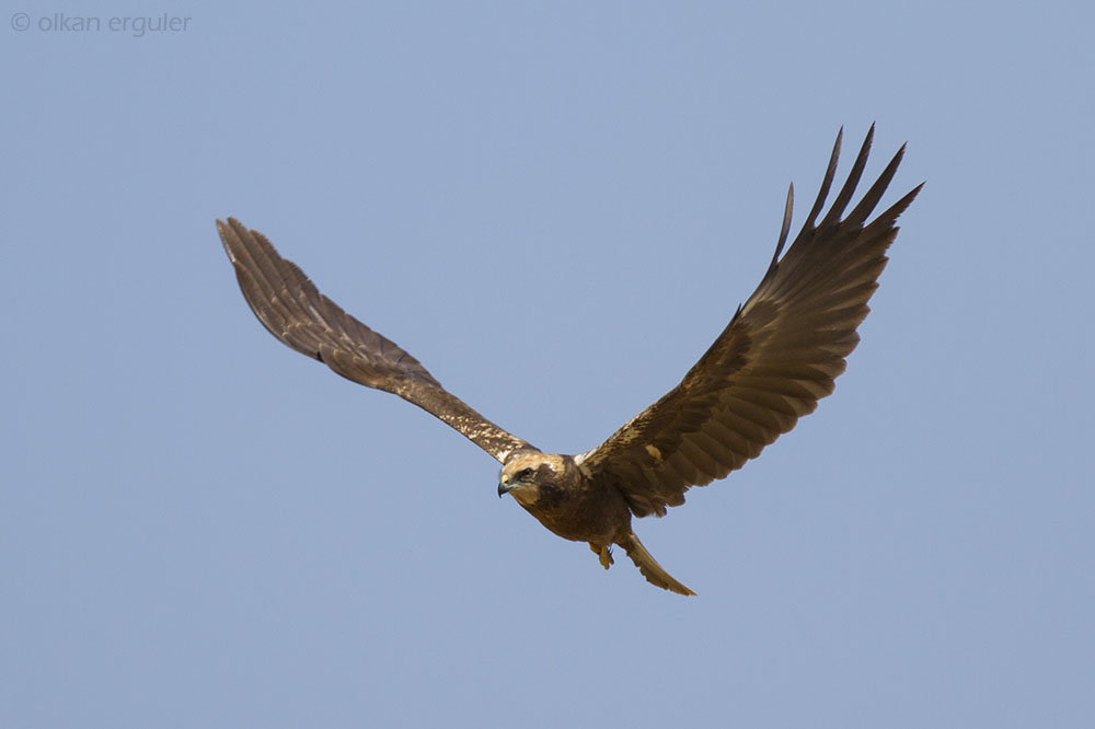 Western Marsh Harrier