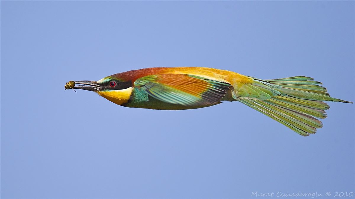 European Bee-eater