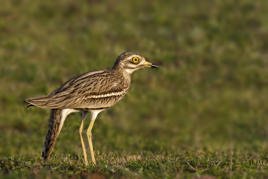 Eurasian Stone-curlew
