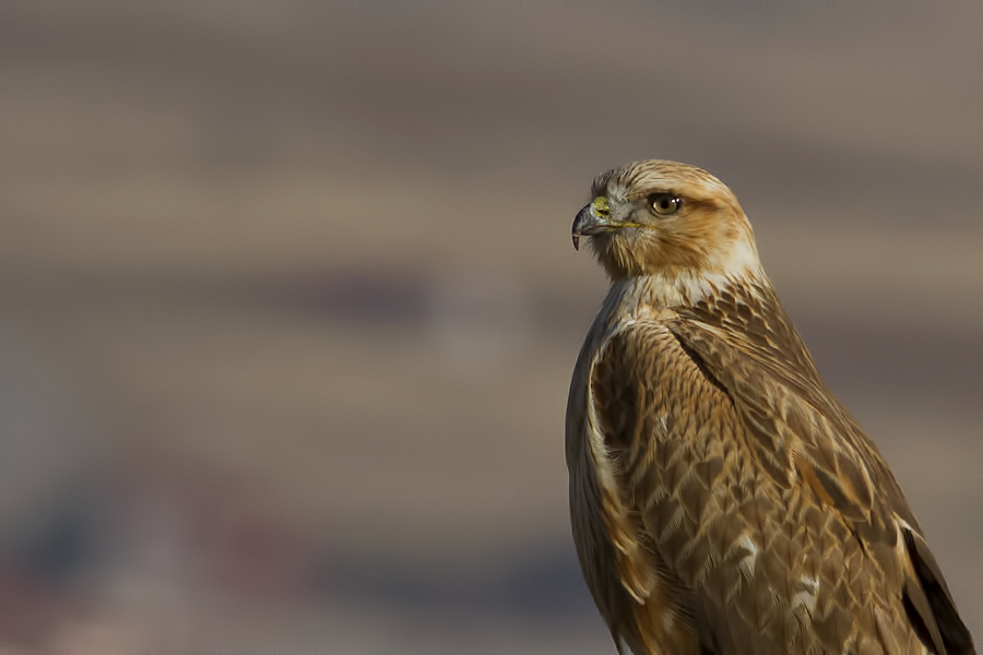 Long-legged Buzzard