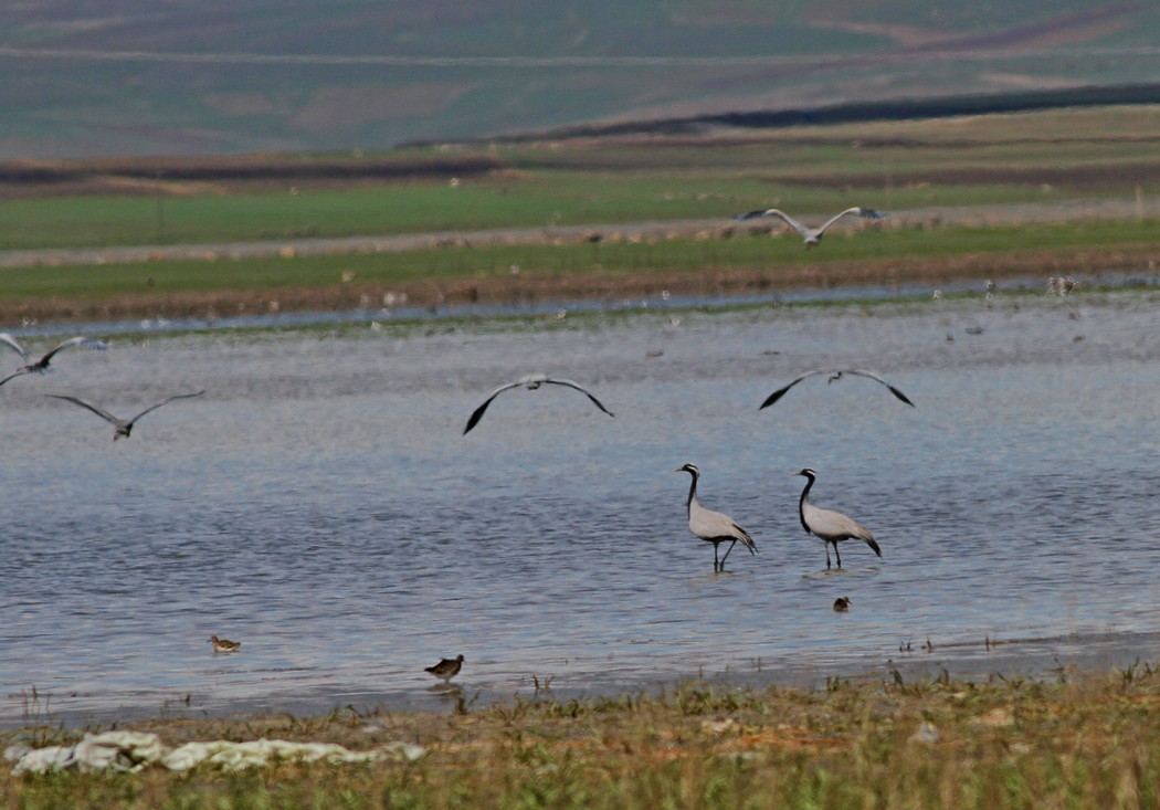 Demoiselle Crane