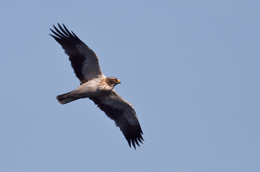 Booted Eagle