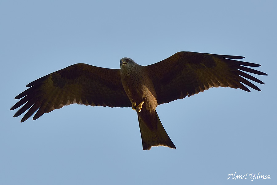 Black Kite