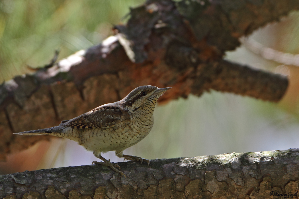 Eurasian Wryneck