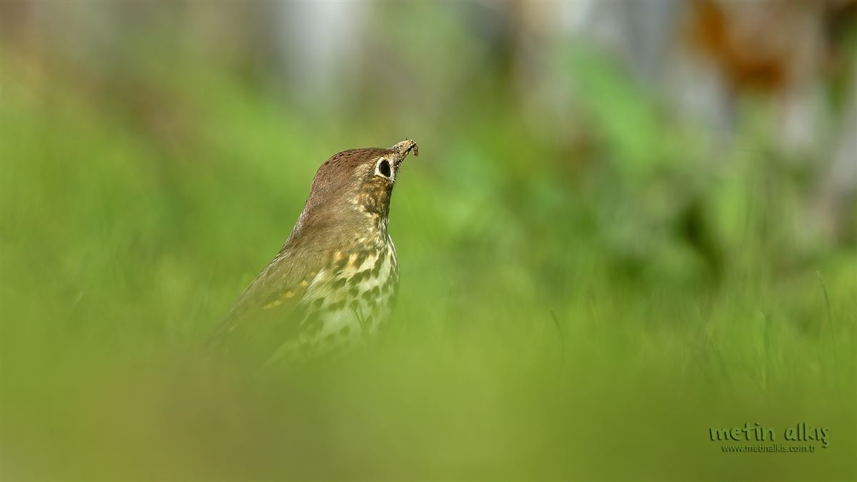 Song Thrush