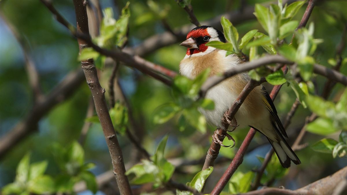 European Goldfinch