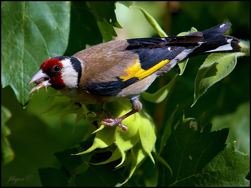 European Goldfinch