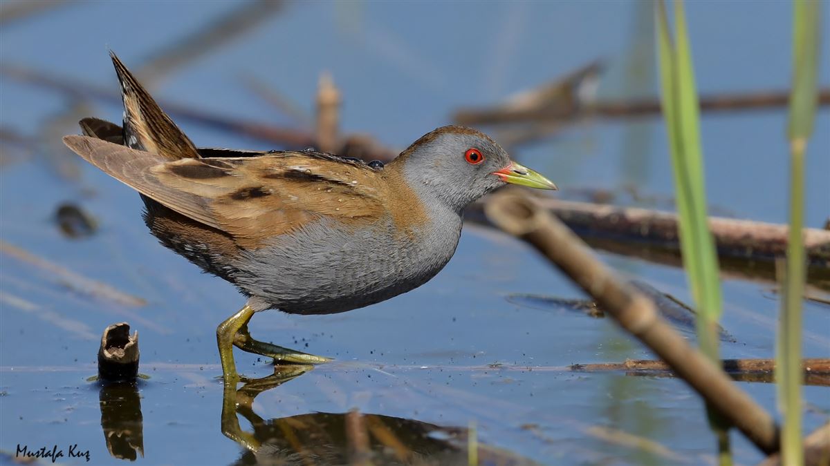 Little Crake