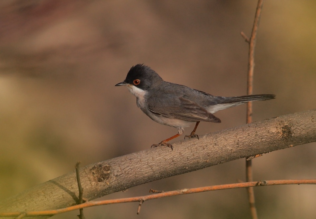 Menetries`s Warbler