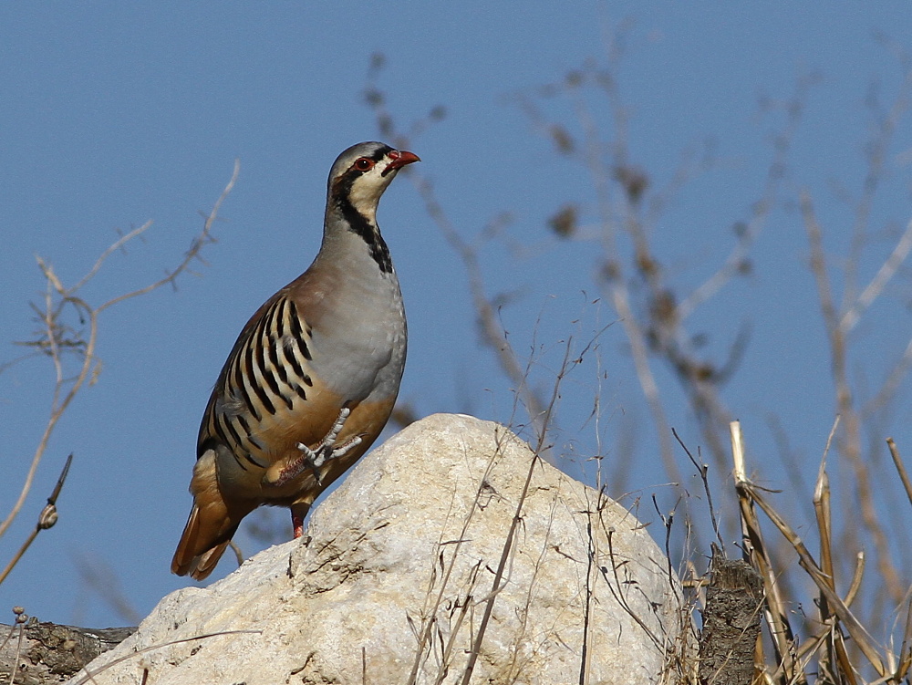Chukar Partridge