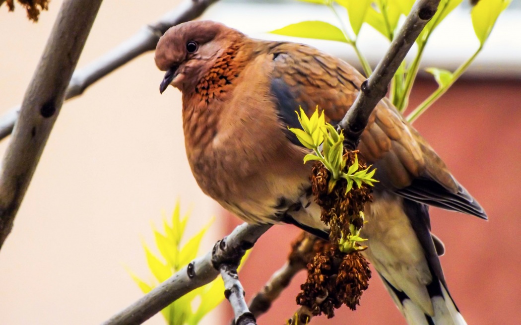 Laughing Dove
