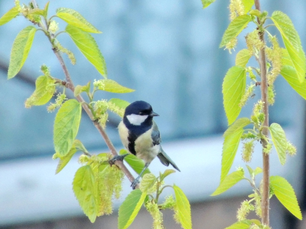 Great Tit
