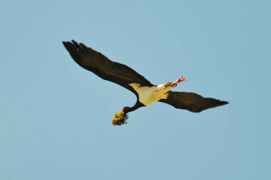 Black Stork