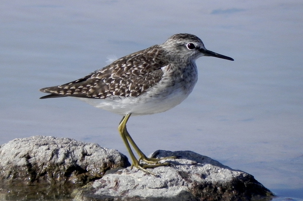 Wood Sandpiper