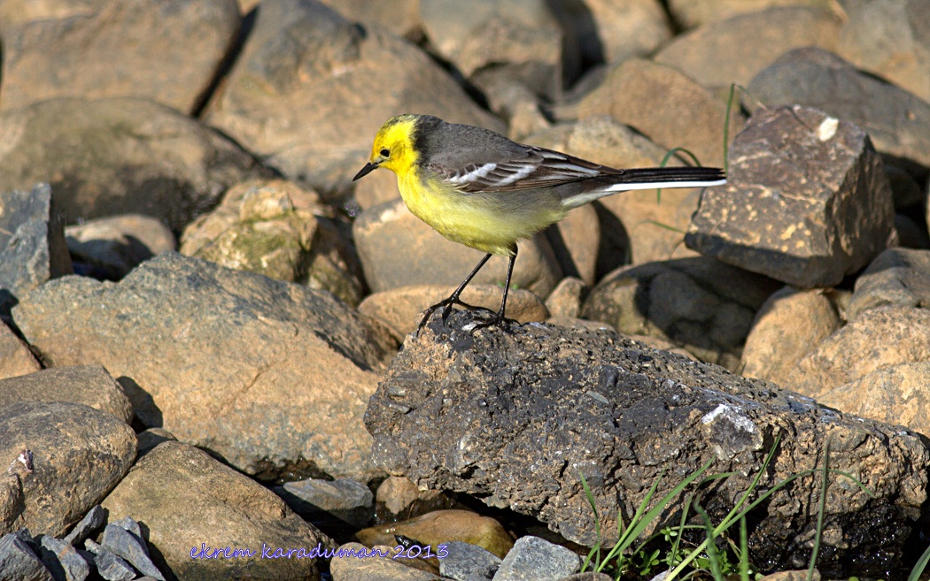Citrine Wagtail