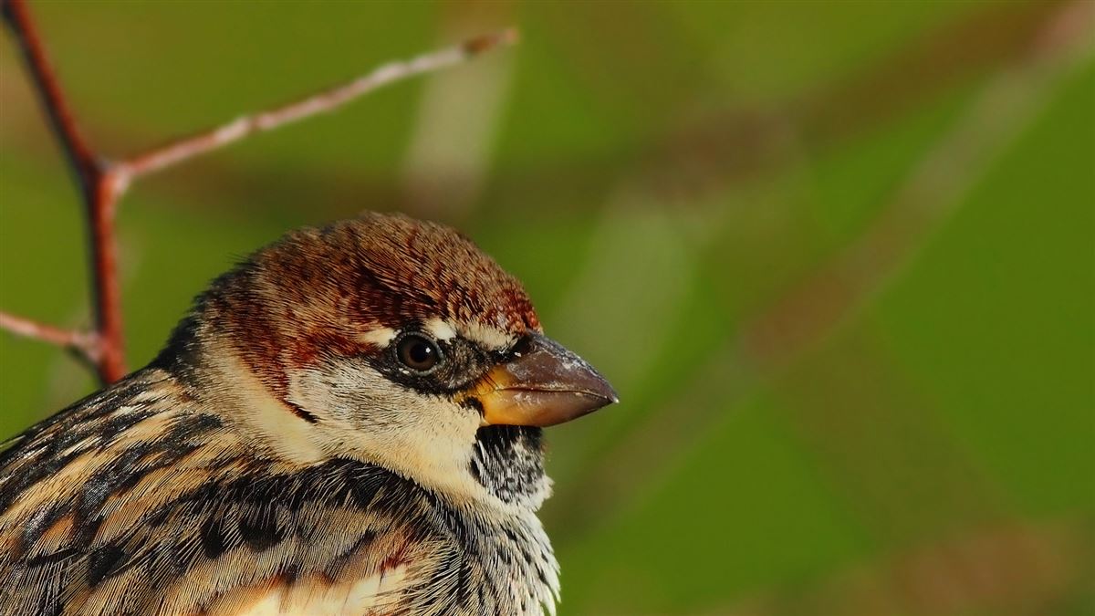 Spanish Sparrow