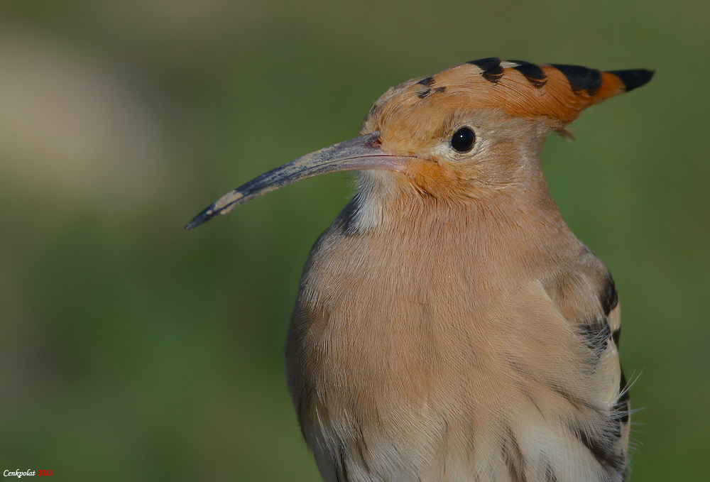 Common Hoopoe