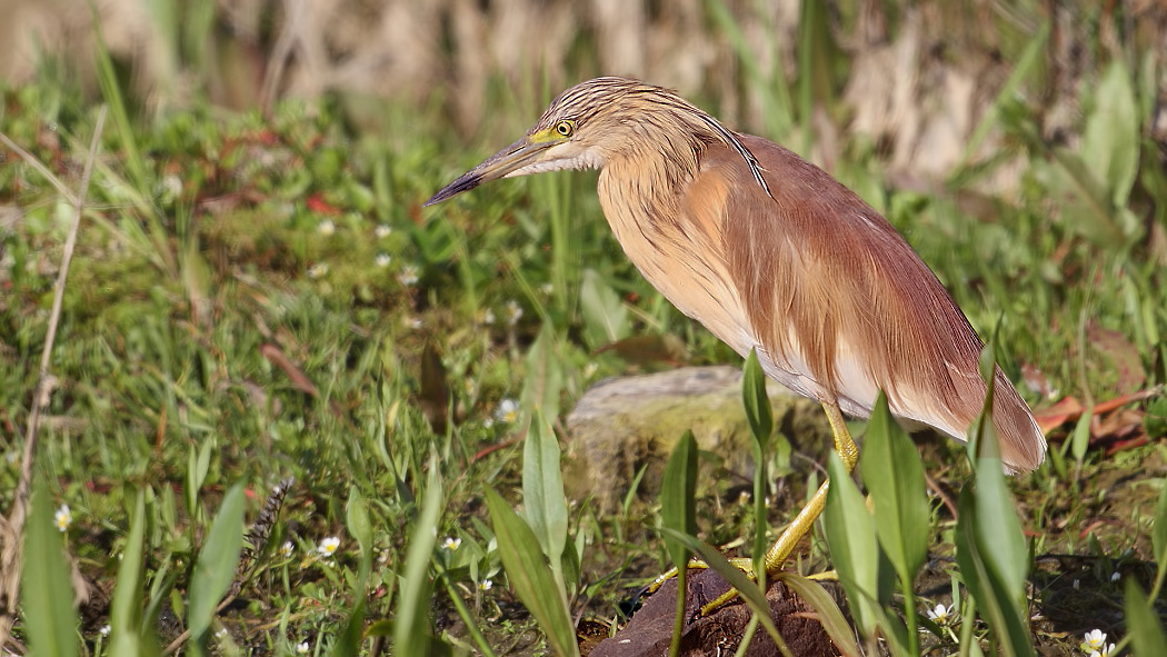 Squacco Heron