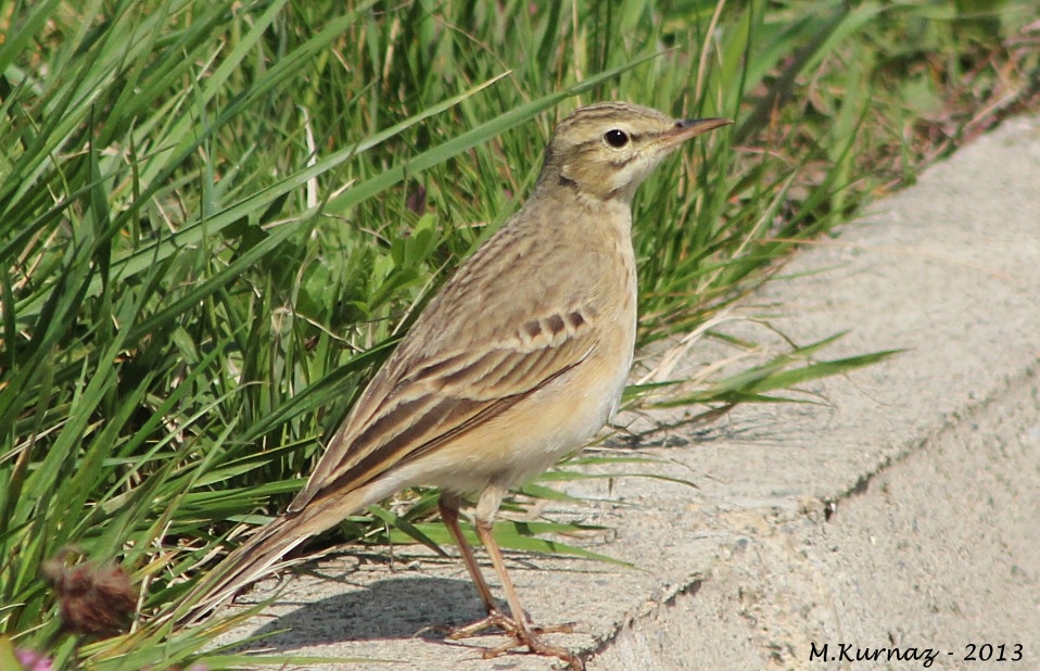Tawny Pipit