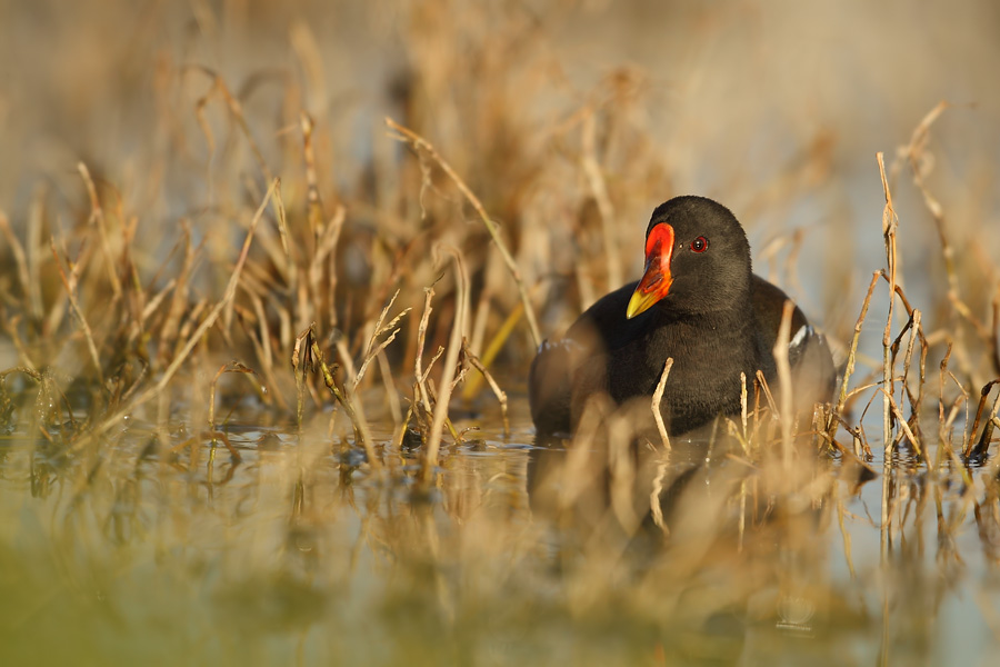 Common Moorhen