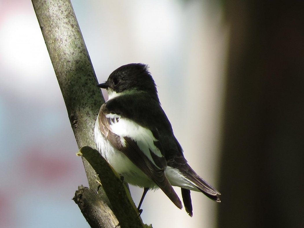 Semicollared Flycatcher