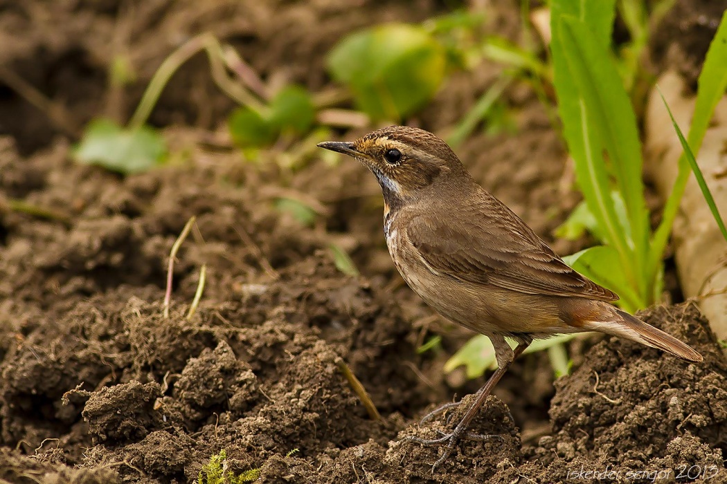 Bluethroat